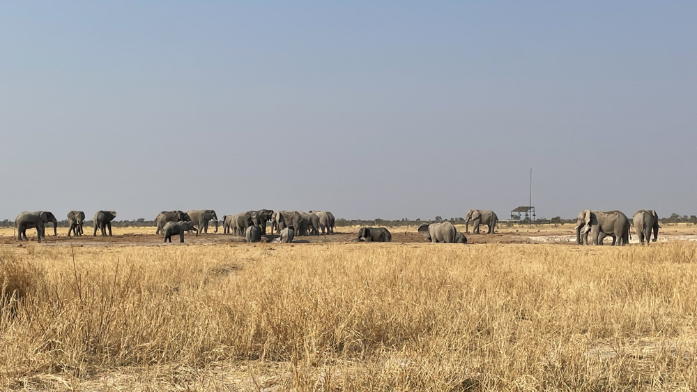 Lots of elephants at Xade wterhole.