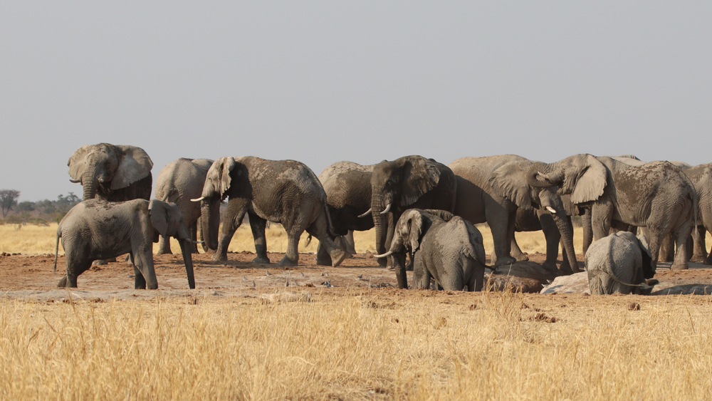 A close up of some of the elephants.