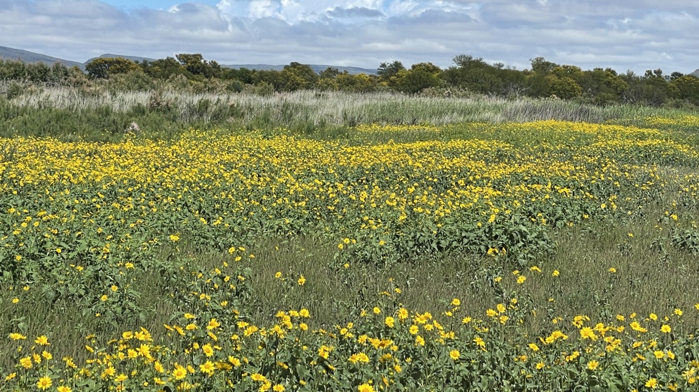 Yellow flowers amongst the grass.