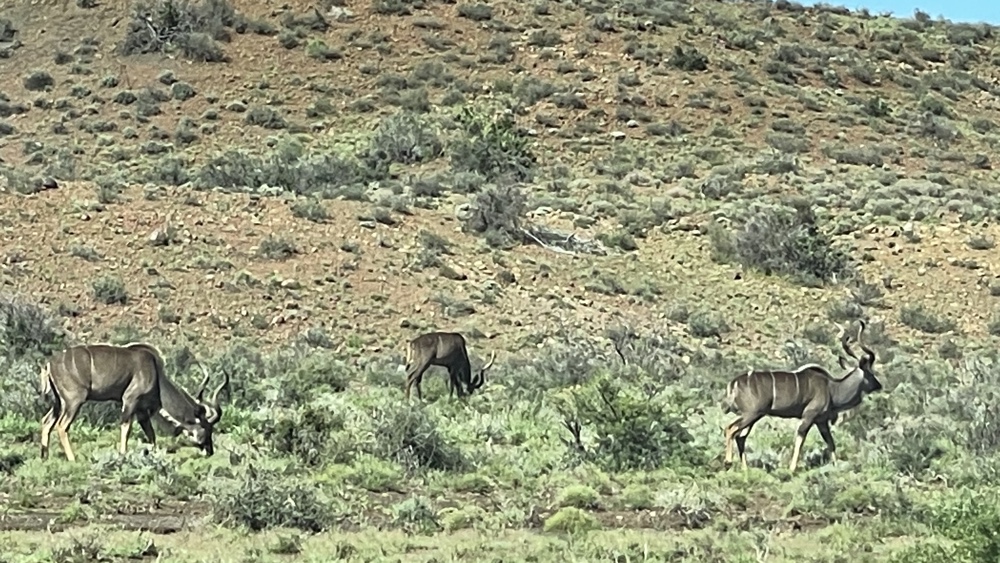 3 kudu.