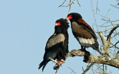 A pair of Bataleur eagles in Kruger National Park.