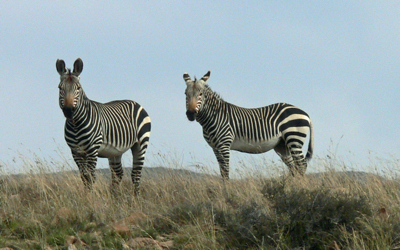 Mountain zebra.