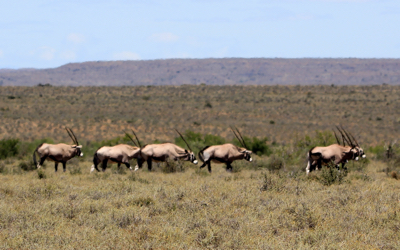 Oryx in the Karoo National Park.