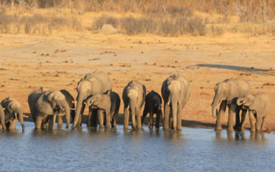 Elephants at a waterhole in Hwange National Park.